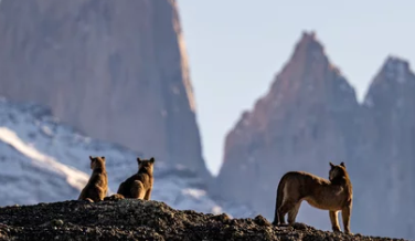 Avistamiento de Puma en Torres del Paine