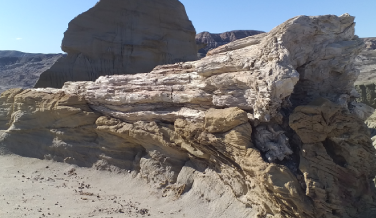 Visita Bosque Petrificado